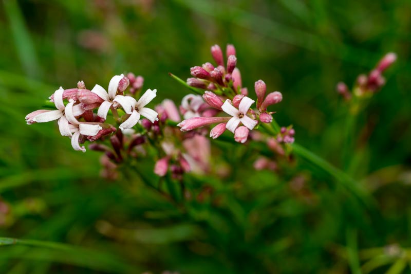 Asperula aristata / Stellina aristata